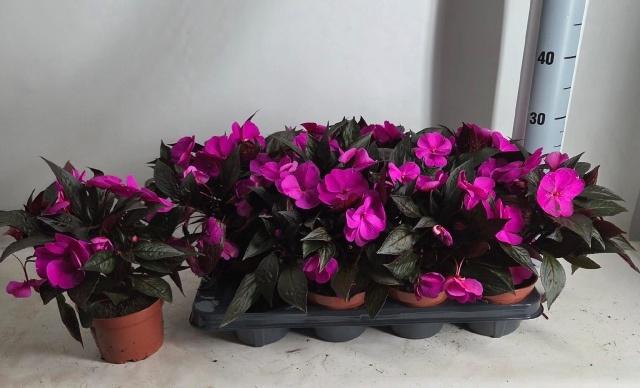 <h4>IMPAT NG TA LI PINK</h4>