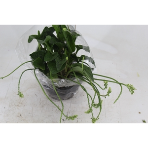 DRIMIOPSIS MACULATA C21