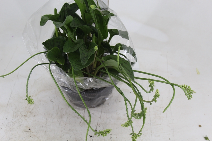 <h4>DRIMIOPSIS MACULATA C21</h4>