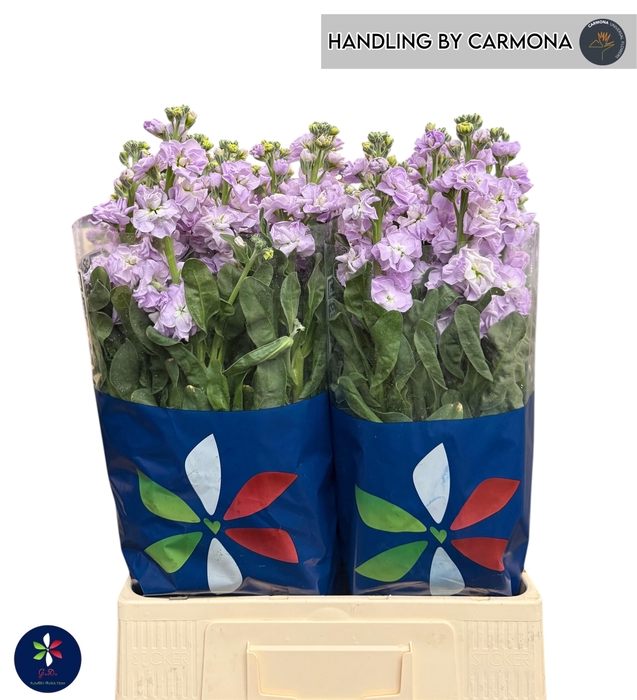 <h4>MATTH IRON MARINE</h4>