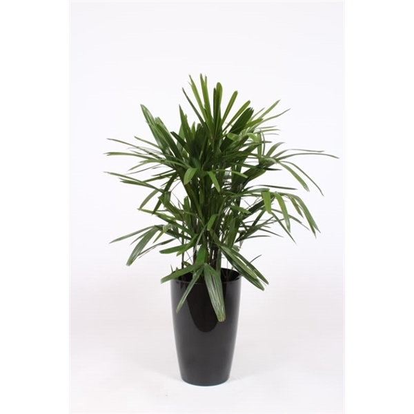 <h4>Rhapis excelsa in Santorini pot "antraciet"</h4>