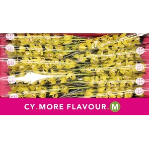 Mini cymbidium 'Pamela' 70 cm