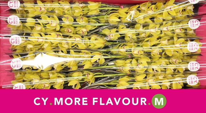 <h4>Mini cymbidium 'Pamela' 60 cm</h4>