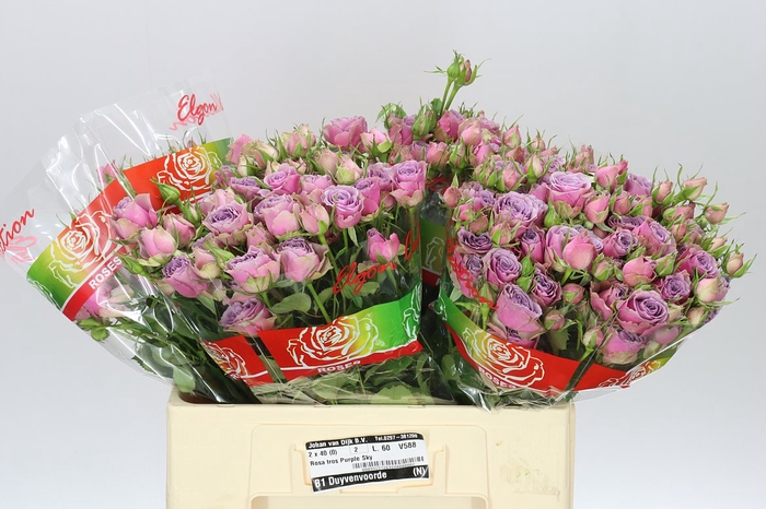 <h4>Rosa Tr Purple Sky</h4>