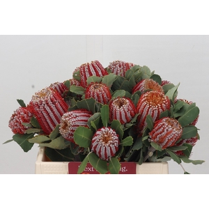 Banksia Coccinea