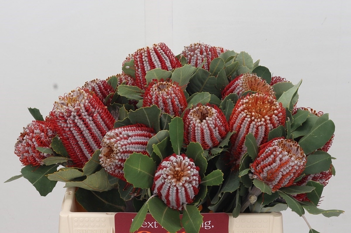 <h4>Banksia Coccinea</h4>