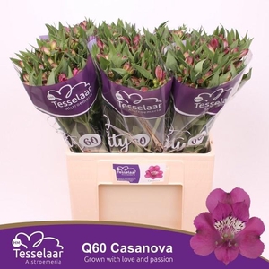 Alstr Casanova