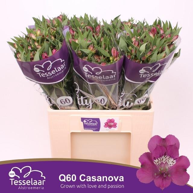 <h4>Alstr Casanova</h4>