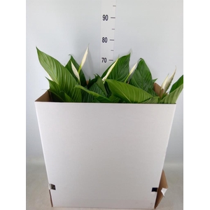 Spathiphyllum  'Bingo Cupido'