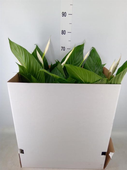 <h4>Spathiphyllum  'Bingo Cupido'</h4>