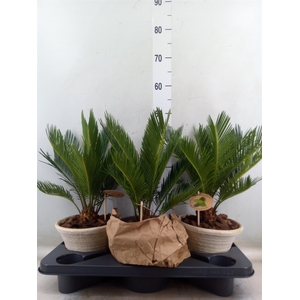 Cycas revoluta