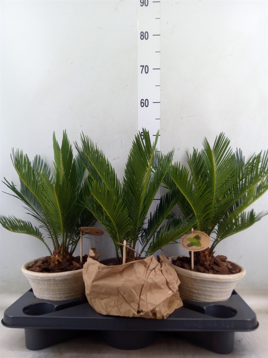 <h4>Cycas revoluta</h4>