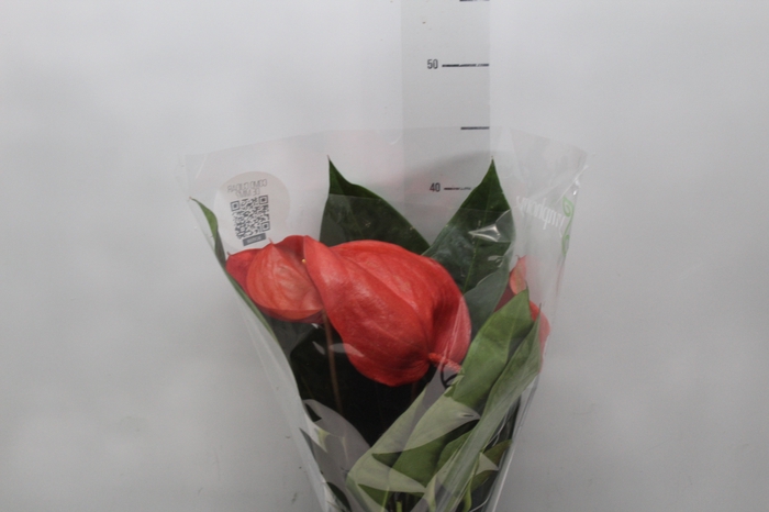 <h4>ANTHURIUM SCHERZERIANUM CHRISTINE P15</h4>