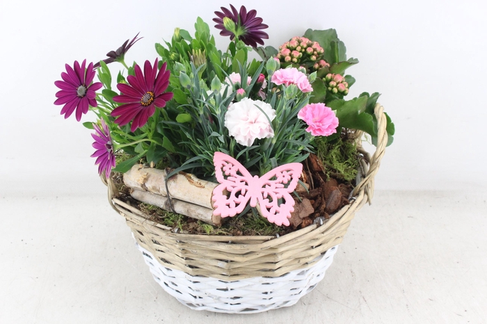 <h4>arr4 Outdoor MB - Mand duo x2</h4>