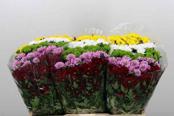 <h4>CHR SANTINI MIX</h4>