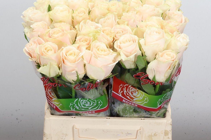 <h4>R Gr Charmant</h4>