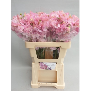 Lathyrus Pastel Pink