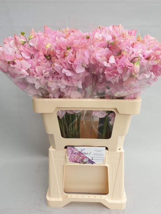 <h4>Lathyrus Pastel Pink</h4>