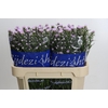 Aster Claudia