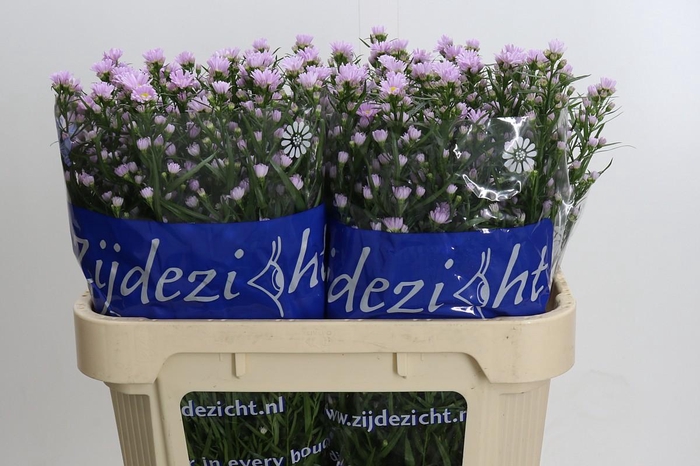 <h4>Aster Claudia</h4>