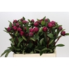 Paeonia Red Sarah Bernhardt