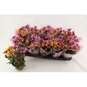 CHRYS ART JEF GEM IP