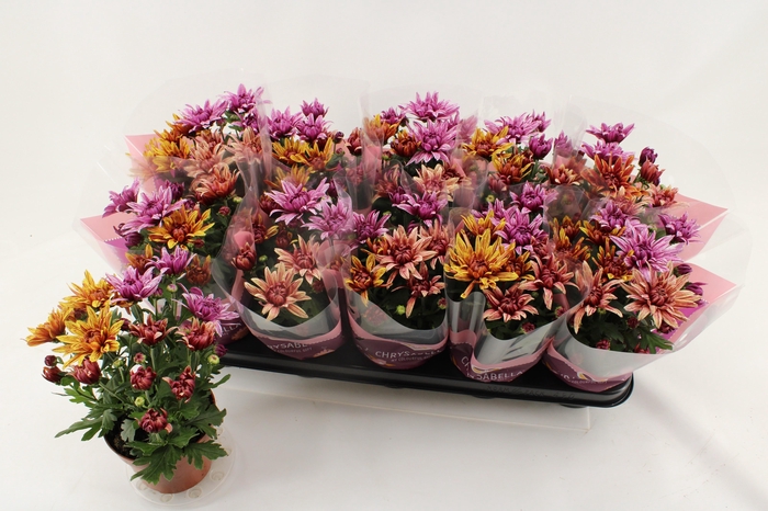 <h4>CHRYS ART JEF GEM IP</h4>