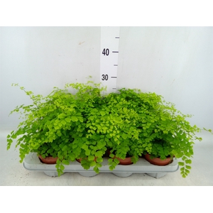 Adiantum raddi. 'Fragrans'