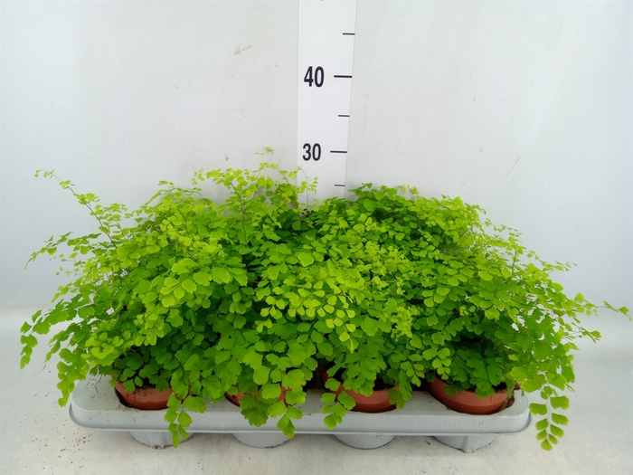 <h4>Adiantum raddi. 'Fragrans'</h4>