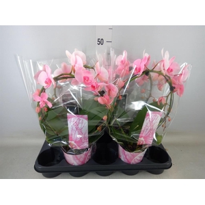 Phalaenopsis   ...