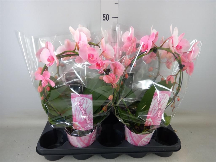 <h4>Phalaenopsis   ...</h4>
