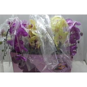 PHAL. CASC. ESP. 2 HT P15 2 HA MULT
