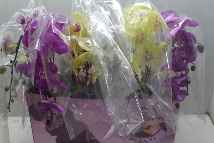 <h4>PHAL. CASC. ESP. 2 HT P15 2 HA MULT</h4>