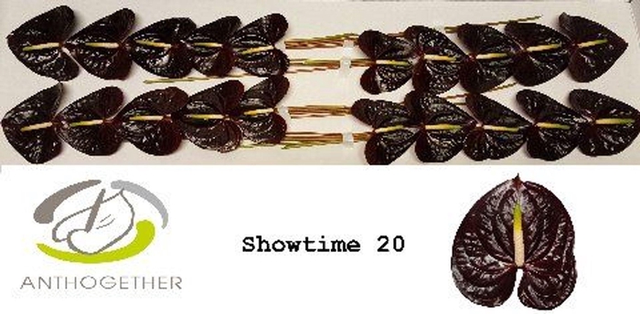 <h4>Anthurium andr. 'Showtime'</h4>