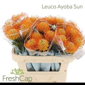 LEUCO AYOBA SUN