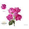 R Tr Parfum Hashtags New Look