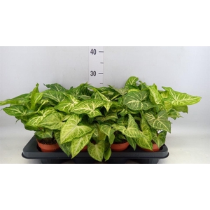 Syngonium  'Arrow'