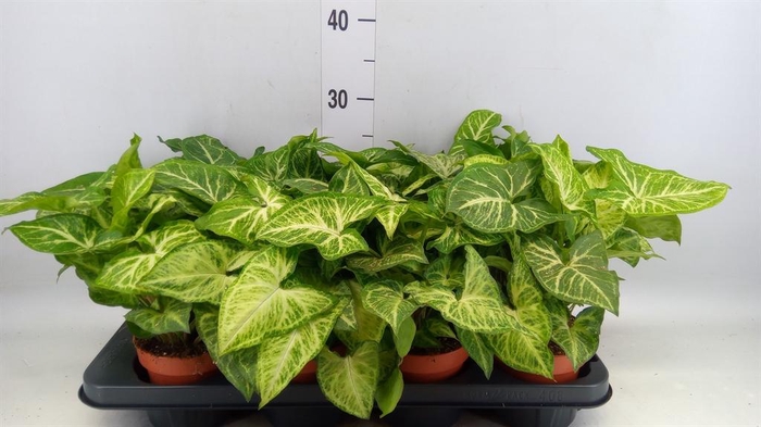 <h4>Syngonium  'Arrow'</h4>