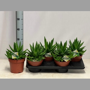 ALOE PERFOLIATA