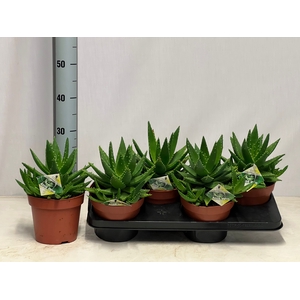ALOE PERFOLIATA