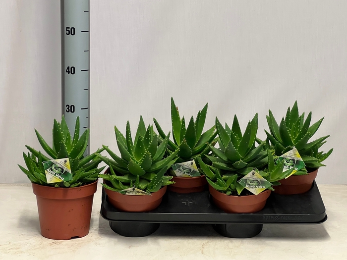 <h4>ALOE PERFOLIATA</h4>