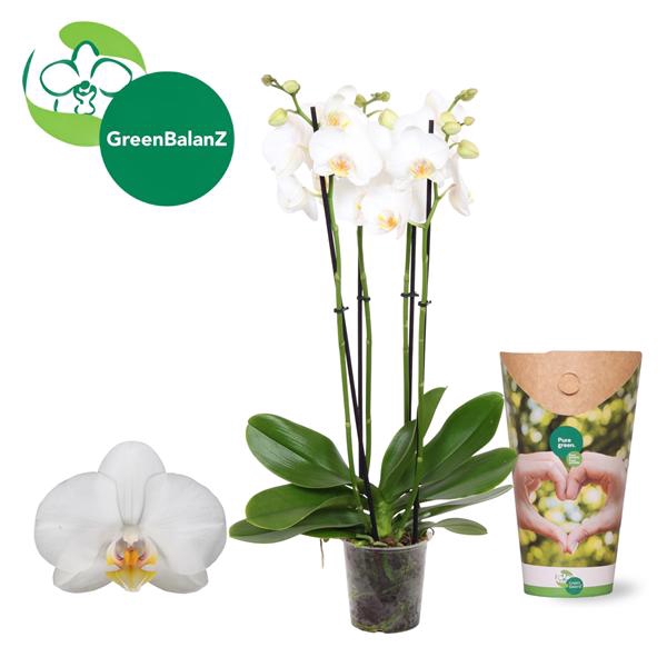 <h4>ColorZ - Phalaenopsis Wit 4 tak in Potcover</h4>