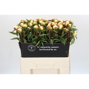 Paeonia Duchesse De Nemours