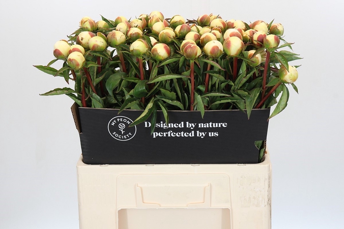 <h4>Paeonia Duchesse De Nemours</h4>