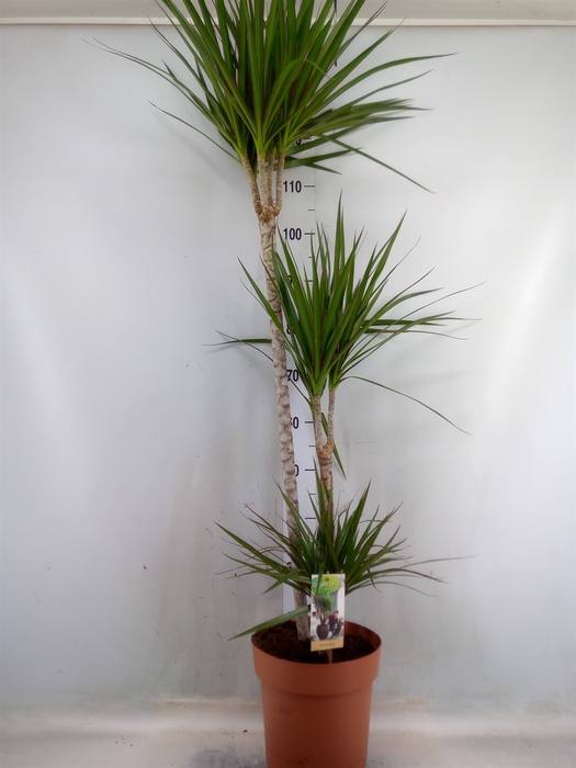 <h4>Dracaena marg.</h4>