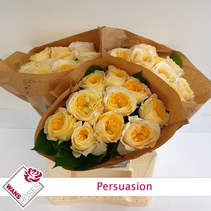 <h4>R Gr Persuasion Wans</h4>