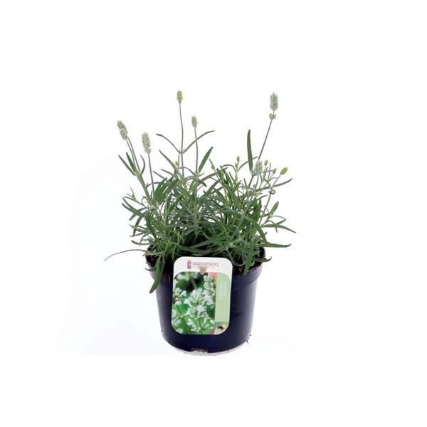 <h4>Lavandula ang. Auromatico Silver</h4>