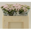 Bouvardia double Diamond Lightpink