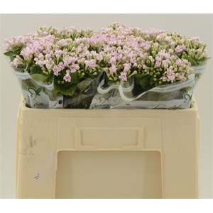 Bouvardia Double Diamond Lightpink