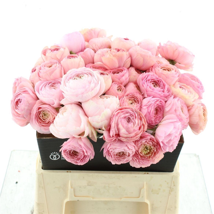 Ran Su Sr Flamingo Pink 1a